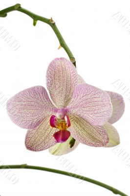orchid