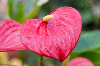 Anthurium andreanum