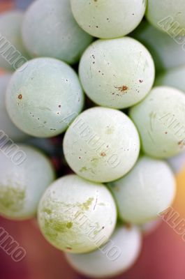 Close-up of a bunch of grapes on grapevine in vineyard. Shallow