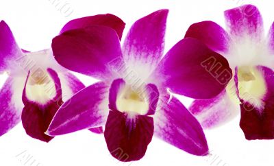 purple orchid