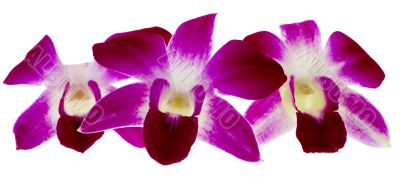 purple orchid