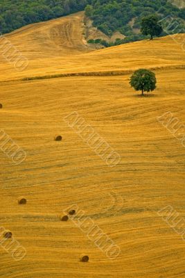 Landscape in Tuscany at summer