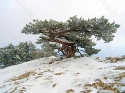 Huge old tree