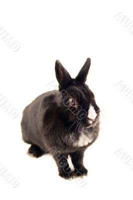 Little bunny