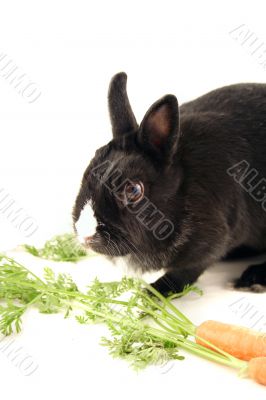Feeding little bunny