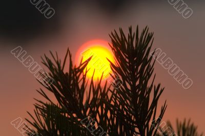 Sun between pine branches