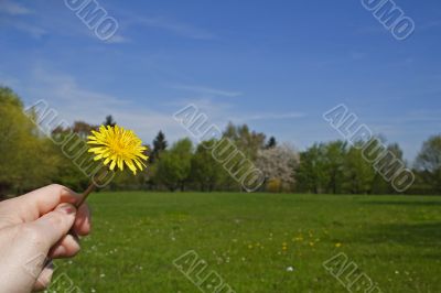 Park scene