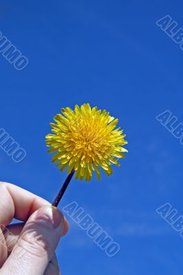 Dandelion