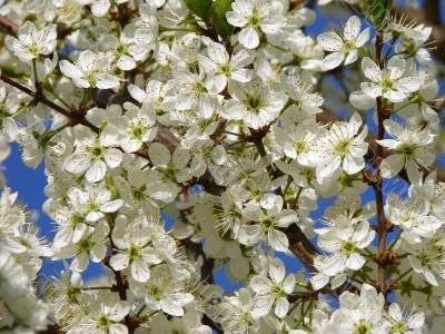spring blossom