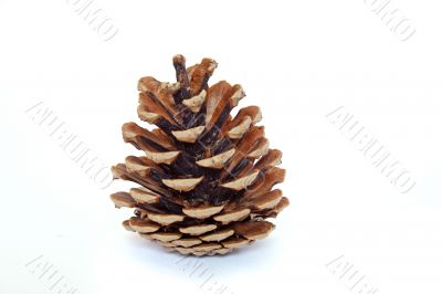 Fir cone