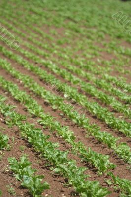 Sowing