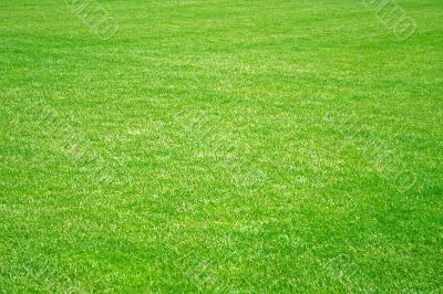 Fine meadow