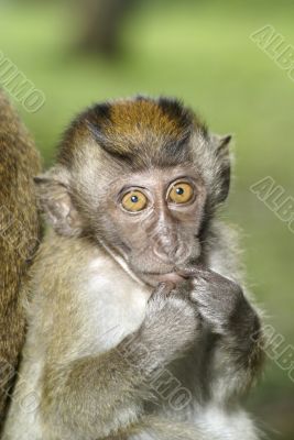 Cute baby monkey sucking finger
