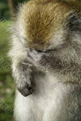 Macaque monkey with regret