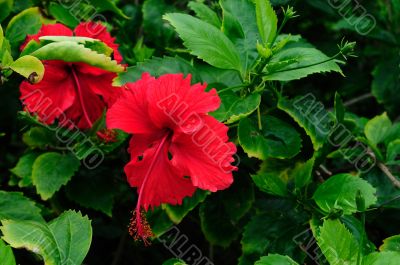 Tropical Flowers