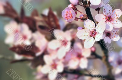 Cherry Blossoms