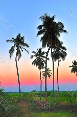 Palm Tree