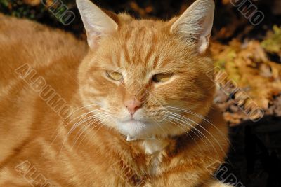 Cat