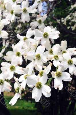 Cherry Blossoms