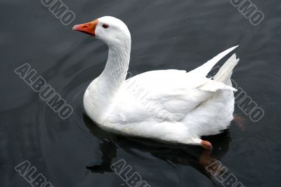 Swan