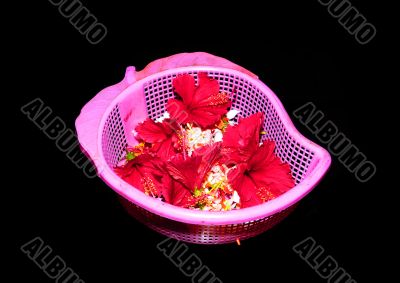 Tropical Flowers