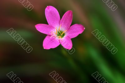 Spring Flower