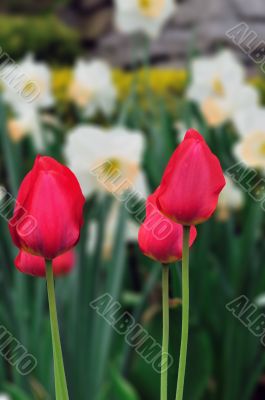Tulips