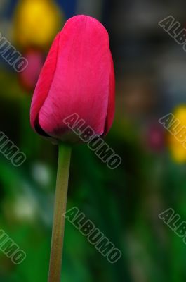 Tulips