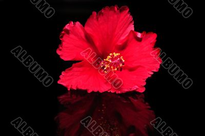 Hibiscus