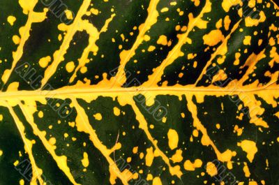 Leaf
