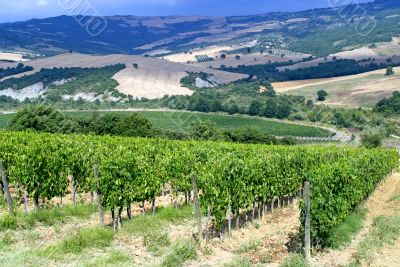 Vineyards of Montalcino (Tuscany)