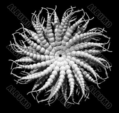 alien organism