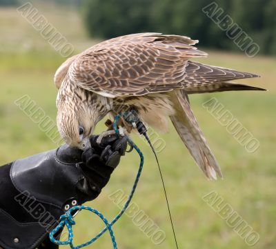 Saker falcon is being fed