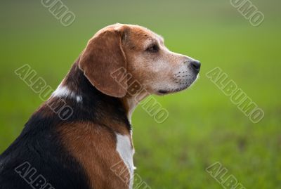 Senior adult beagle dog
