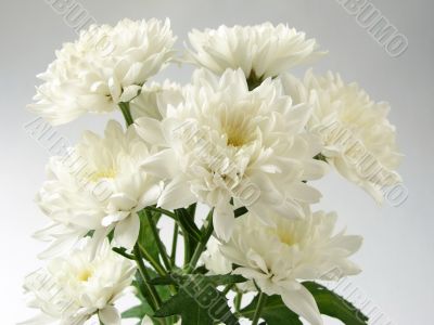 chrysanthemums