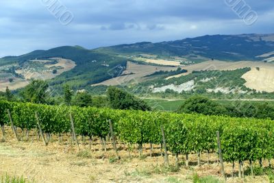 Vineyards of Montalcino (Tuscany)