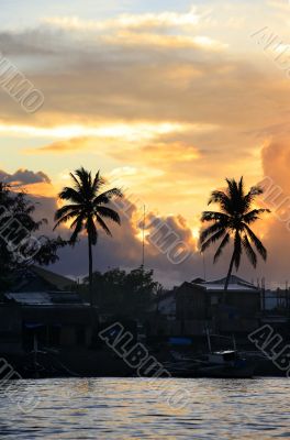 Palm on sunset