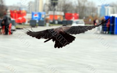 A flighting crow