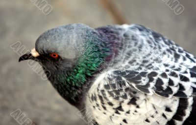 A pigeon