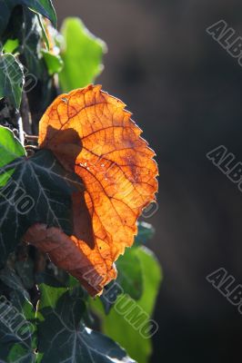 autumn leaf background