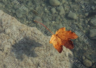 autumn leaf background