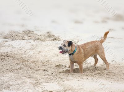 dog digging in the sand