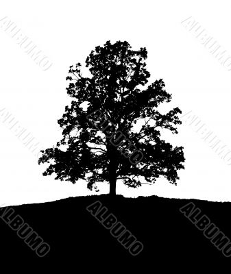 black and white tree