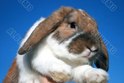 Cute rabbit