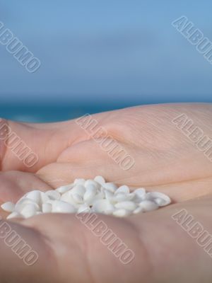 small shells in the palm of a hand