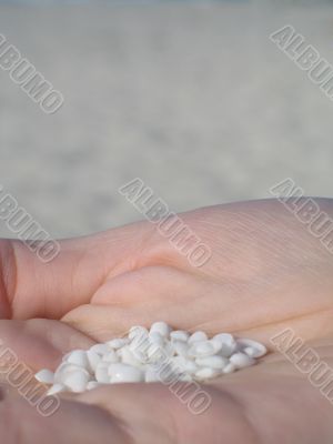 small shells in the palm of a hand