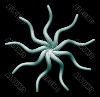 organism