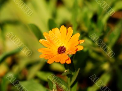 Orange Flower