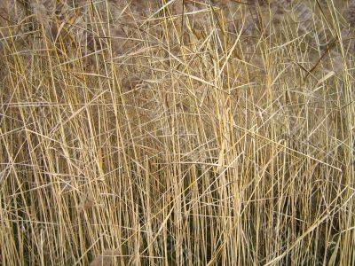 straw
