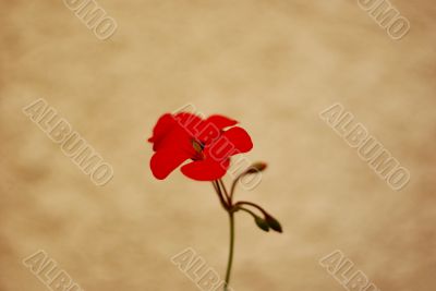 Red Spot